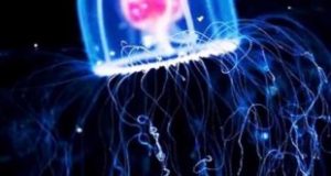 Chi&ecirc;m bao mơ th&acirc;́y con sứa là s&ocirc;́ m&acirc;́y? đánh con gì?